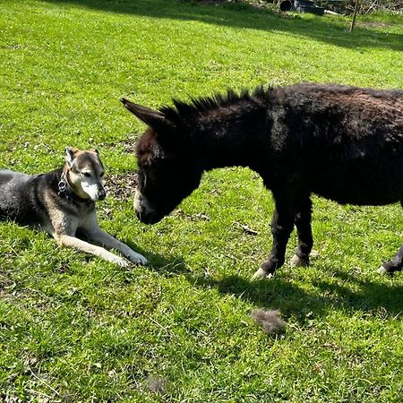 L'Arche De Noe Villa Dinant Dış mekan fotoğraf