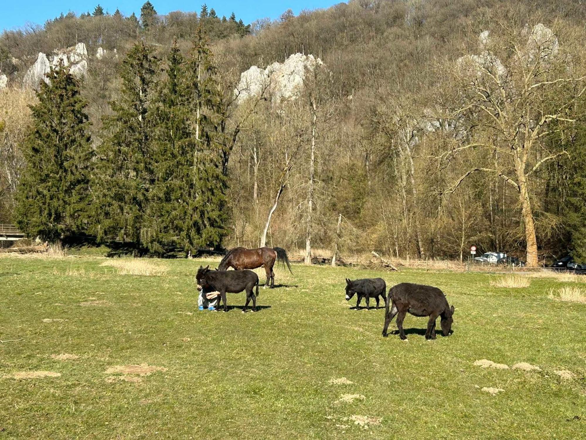 L'Arche De Noe Villa Dinant Dış mekan fotoğraf